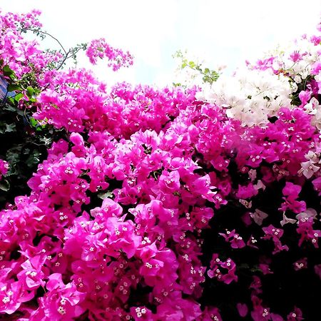 Bougainvillea Suites Kamári Exteriér fotografie