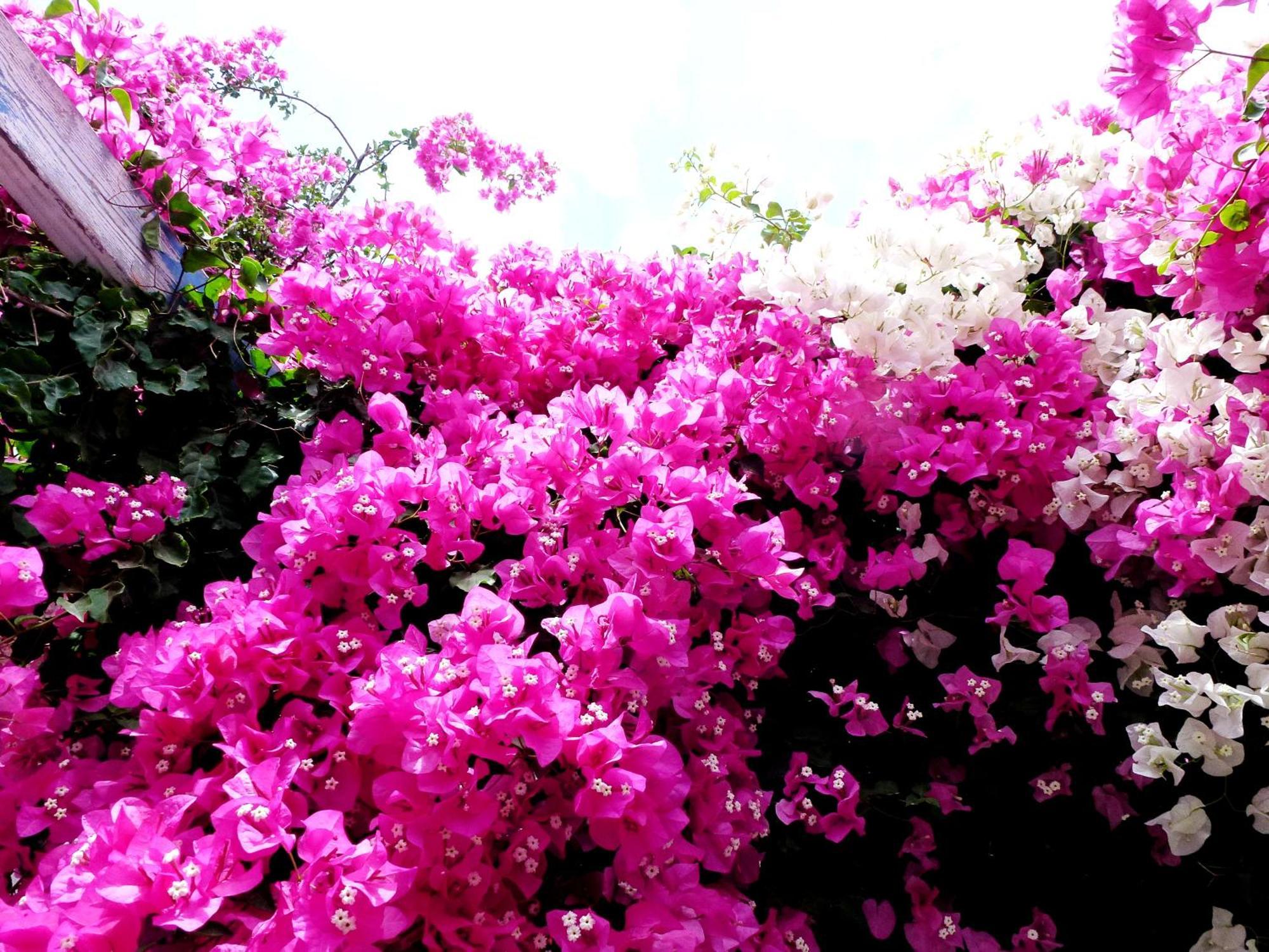 Bougainvillea Suites Kamári Exteriér fotografie